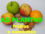 As plantas: os froitos